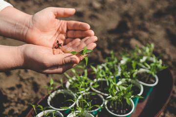 A woman holds pepper seedlings in her hands against the backdrop of a vegetable garden.