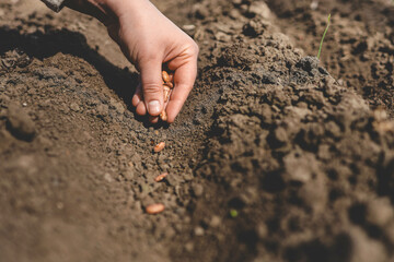 Using their thumb, a person plants seeds in the soil with a gentle gesture