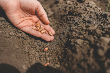 Using their thumb, a person plants seeds in the soil with a gentle gesture