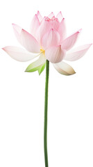 Pink Lotus Flower in Full Bloom