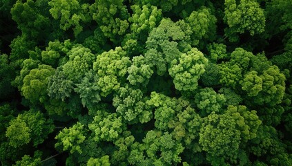 Abundant evergreen trees create a lush forest canopy