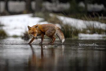 When a fox poses for a photographer in the forest.
