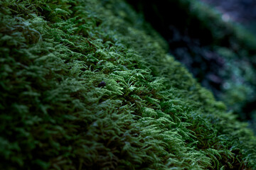 Field of Moss