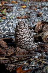 Pine Cone