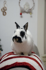 Lapin nain domestique noir et blanc