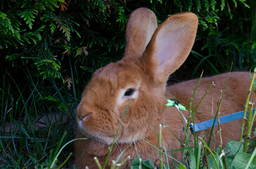 lapin roux domestique de race fauve de bourgogne