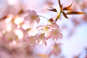 pink cherry blossom sakura flowers in close up