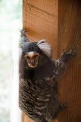Petit singe dans un par zoologique
