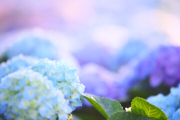 blue hydrangea flower in close up