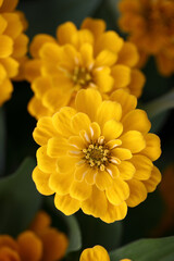 Yellow flowers in close up background