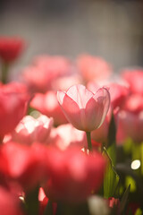 pink tulip flowers in close up