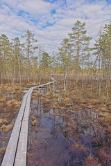 Hiking trail duckboard path on Viiankiaapa Nature Trail at Viiankiaapa Mire Reserve in cloudy spring weather, Sodankylä, Lapland, Finland. Swampy land and wetland, marsh, bog.