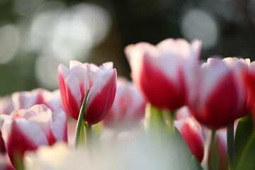 Red and White Tulips in close up