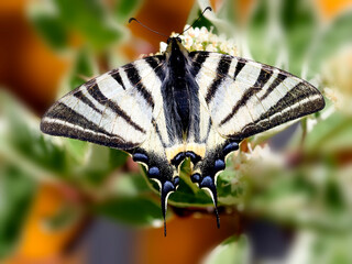 Ein Segelfalter auf einer Blüte eines Hartriegelstrauches