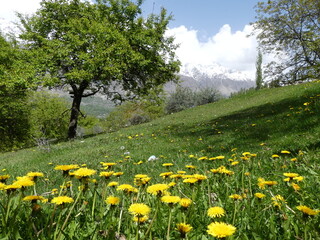 Dandelion flowers blooms in a highland pasture 