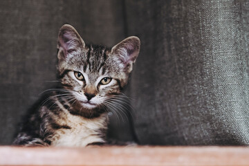 Adorable chaton tigré gris à la maison