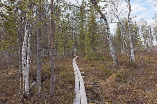 Hiking trail duckboard path on Viiankiaapa Nature Trail at Viiankiaapa Mire Reserve in cloudy spring weather, Sodankylä, Lapland, Finland. Swampy land and wetland, marsh, bog.