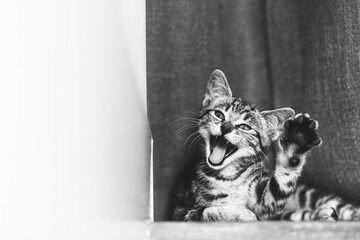 Portrait rigolo d'un adorable chaton tigré gris en train de bailler