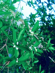 flower in the garden