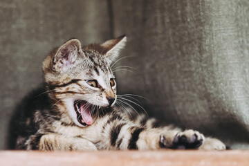 Portrait rigolo d'un adorable chaton tigré gris en train de bailler
