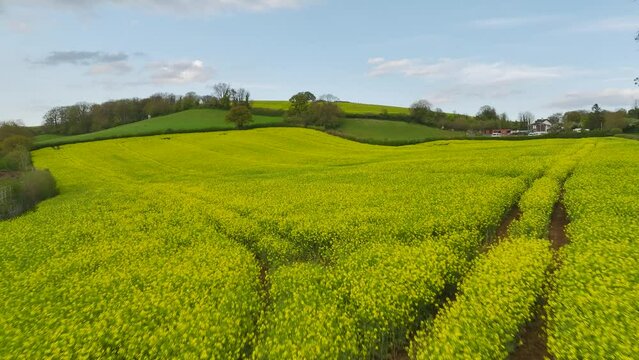 Rapeseed fields and farms from a drone, Torquay, Devon, England
