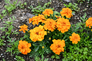 マリーゴールド