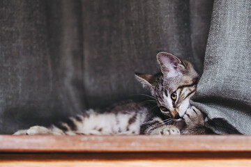 Adorable chaton tigré gris à la maison