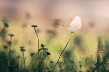 white silver butterfly on wildflower, isolated single illuminated by sunlight, macro closeup close...