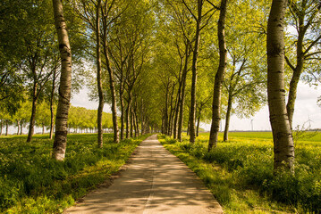 Fototapeta premium bicycle road in the summer park