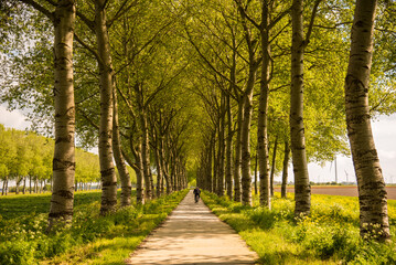 bicycle road in the summer park