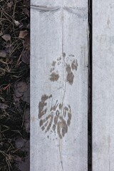 Closeup of a wet boot print on hiking trail duckboard path.