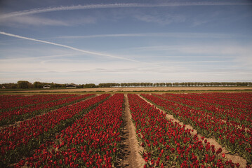 dutch windmill in red tulip field