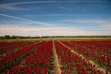 dutch windmill in red tulip field