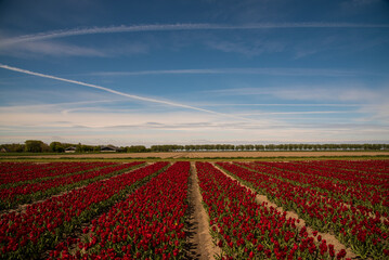 dutch windmill in red tulip field