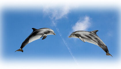 Obraz premium 2頭のイルカがジャンプしているイメージ、コピースペース、