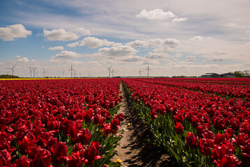 dutch windmill in red tulip field