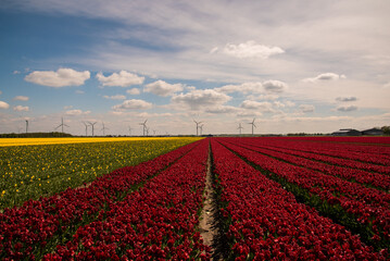 dutch windmill in red tulip field