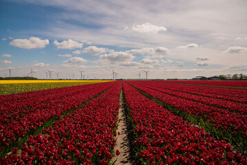 dutch windmill in red tulip field