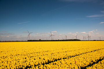 windmill in the field of yellow tulips