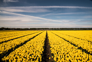 yellow tulip field and blue sky