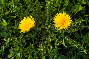 yellow dandelions photographed in close-up