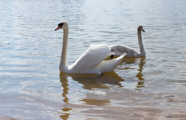Fototapeta premium swans on a pond photographed in close-up