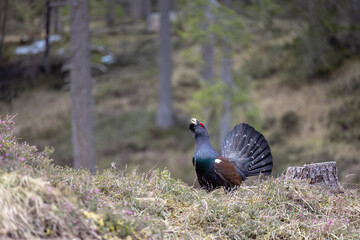 The male western capercaillie (Tetrao urogallus), in a forest in the Veneto region of Italy