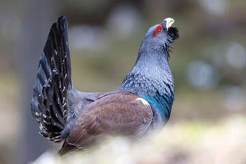 The male western capercaillie (Tetrao urogallus), in a forest in the Veneto region of Italy