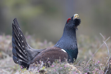 The male western capercaillie (Tetrao urogallus), in a forest in the Veneto region of Italy