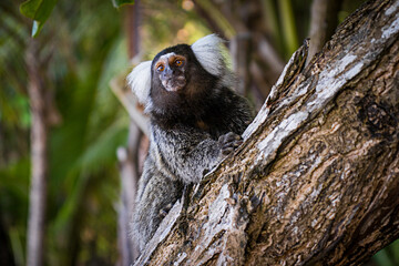 Macaco sagui Callithrix Callitrichidae em cima de um tronco de árvore em meio a uma floresta Marmoset monkey Callithrix Callitrichidae on top of a tree trunk in the middle of a forest