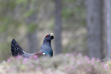 The male western capercaillie (Tetrao urogallus), in a forest in the Veneto region of Italy