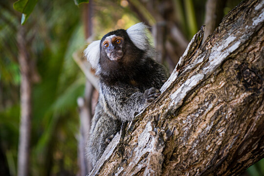 Macaco sagui Callithrix Callitrichidae em cima de um tronco de &aacute;rvore em meio a uma floresta Marmoset monkey Callithrix Callitrichidae on top of a tree trunk in the middle of a forest