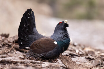 The male western capercaillie (Tetrao urogallus), in a forest in the Veneto region of Italy