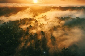 A foggy forest is seen from above as the sun sets, casting an ethereal glow over the mist-covered trees